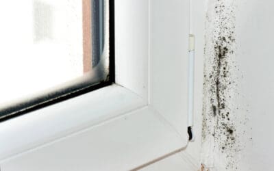 Moisture Mastery: The Homeowner’s Strategy for Preventing Mold Growth
